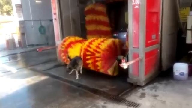 Собака помылась на автомойке смотреть онлайн
