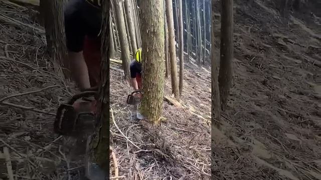 Потрясающее место для валки дерева #stihl #husqvarna #zimani