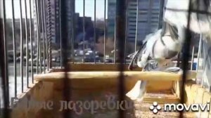 видео друзей