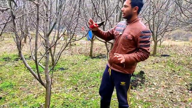 How to Pruning (Cutting) APPLE Tree Full information in Hindi सेब के पेड़ की कटिंग कैसे करें