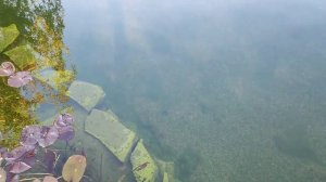 Водоем для плавания, три года жизни.