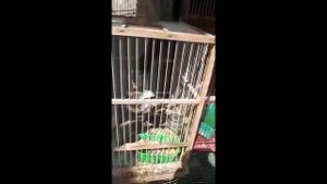 видео друзей