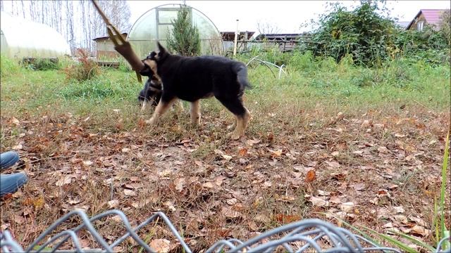 Беркут и Буревестник