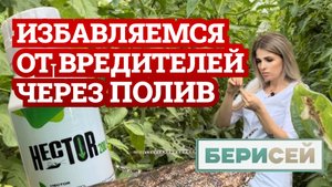 Уничтожение Туты Абсолюты через полив 100% эффективность / инсектицид от моли / томатная моль