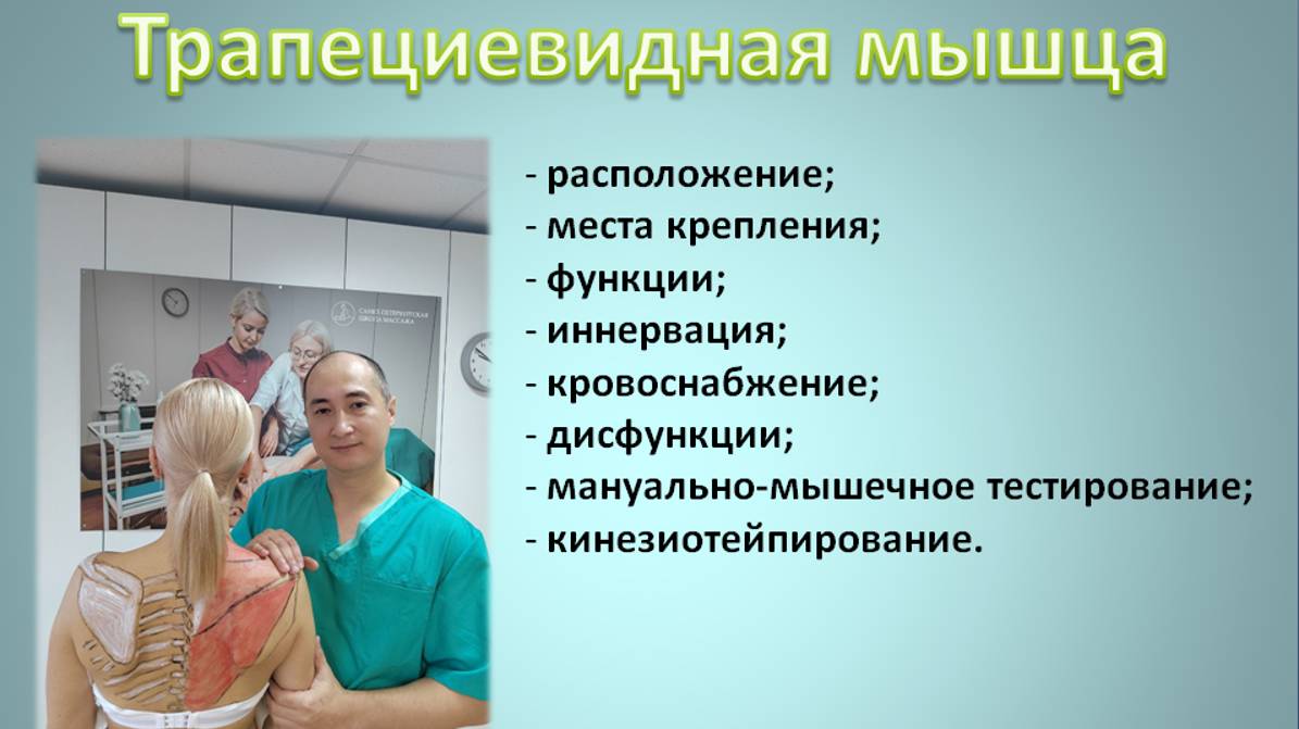 Трапециевидная мышца