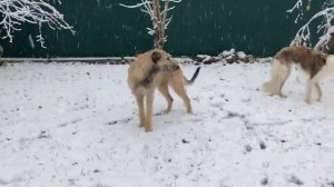 Первый снег ❄❄❄