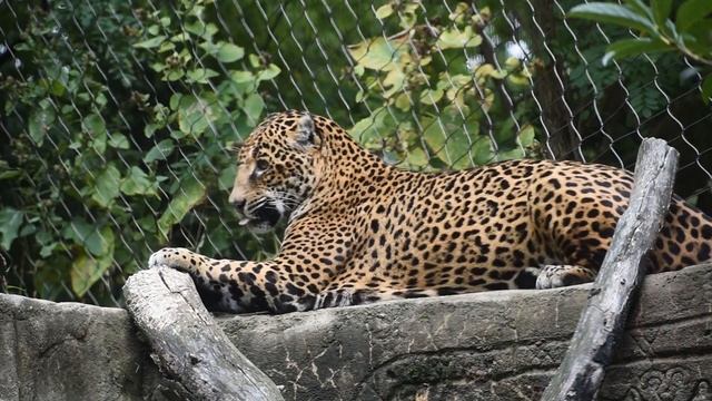 Akron Zoo jaguar Naom смотреть онлайн