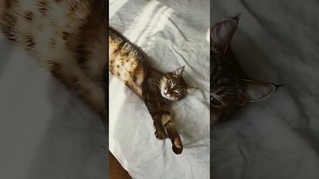 растянулась