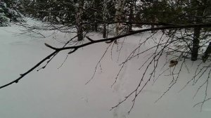 Охота на зайца в Республике Башкортостан