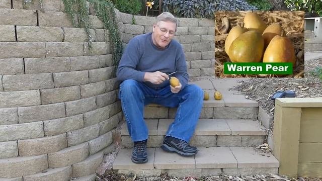 Warren Pear | NatureHills.com