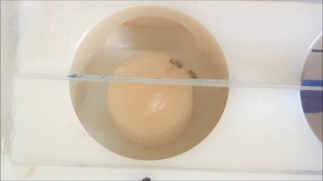 Aggressive flies by Jac and Alexandra смотреть онлайн