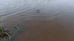 Осенью клюют самые Здоровенные Лещи.Фидерная ловля леща поздней осенью.