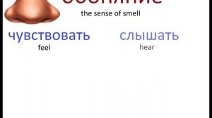 № 128 Учим русский   ПЯТЬ ЧУВСТВ