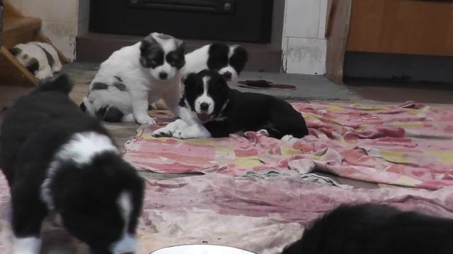 малышам 1 месяц смотреть онлайн