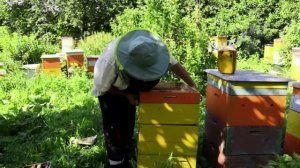 Ставим 3 корпус под мед на отводок  Начало главного медосбора  Отводок работает как семья