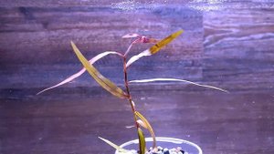 ПОЛИГОНУМ САО ПАУЛО ( Polygonum sp Sao Paulo )