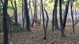 Новые для науки «дерзкие» амурские тигры