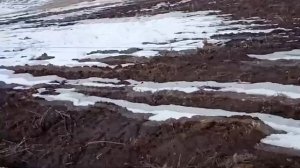 Видео друзей  Ловля юлы и полевого жаворонка