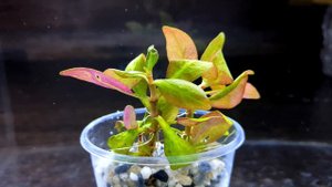 АЛЬТЕРНАНТЕРА ОЦИПУС. Alternanthera Reineckii Ocipus. СЕКРЕТЫ ВЫРАЩИВАНИЯ