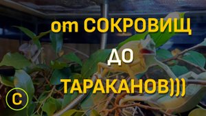 Ставрополь. Выставка рептилий, сокровища принцесс, прогулка историческими особняками!)