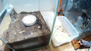 ЗОФОБАС. СОДЕРЖАНИЕ И РАЗВЕДЕНИЕ. ZOPHOBAS MORIO