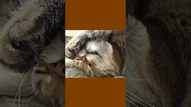 Funny cats |Barsik sleeps...| #cats #shorts