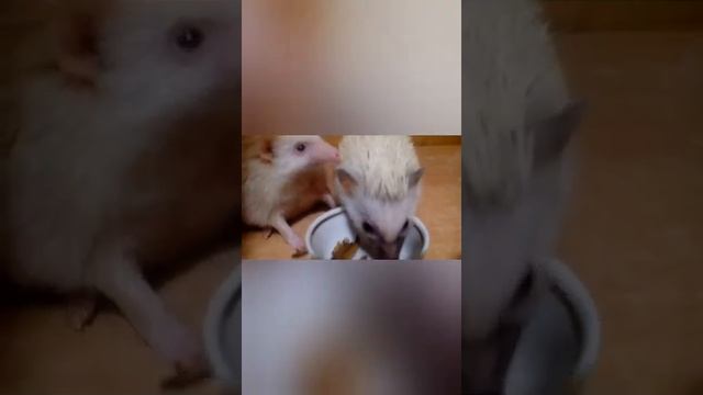 Африканский карликовый ежик смотреть онлайн