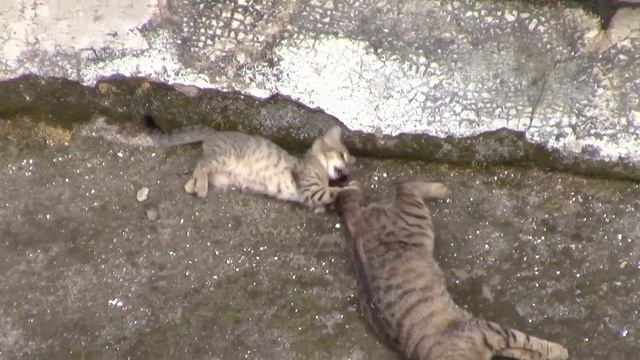 КОШКИ - КОШАЧЬИ ИГРЫ