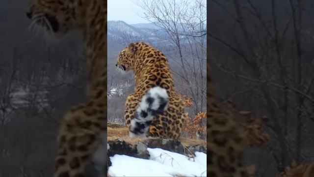 Важные переговоры дальневосточного леопарда и вороны