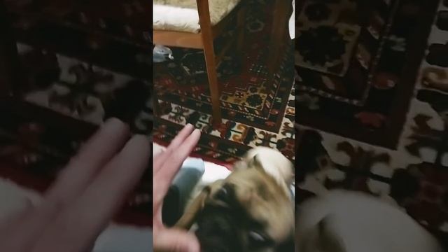 французкий бульдог Булочка