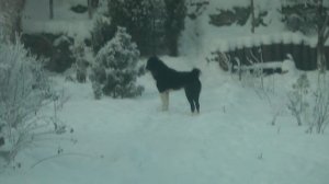 как мои алабаи охраняют дом и территорию