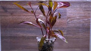 АЛЬТЕРНАНТЕРА СЕССИЛИС ( Alternanthera sessilis )