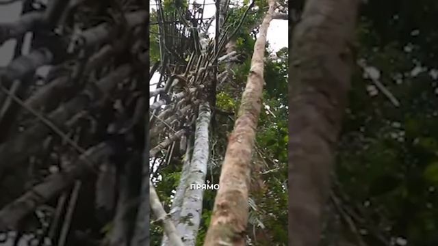 Живут на деревьях и ходят голышом