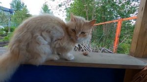 19 серия. Старый мушкетер | Сериал "Старики во Вселенной"