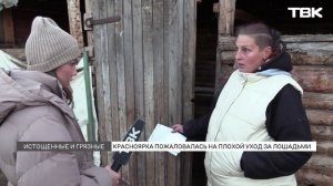 Красноярка пожаловалась на плохой уход за лошадьми