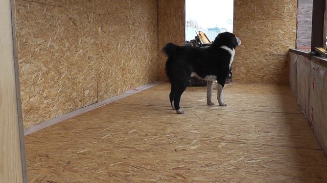 делаю вторую вольеру смотреть онлайн