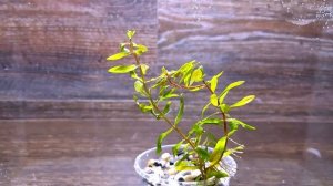 НЕЗЕЯ ПЕДИЦЕЛАТА ( Nesaea pedicellata )