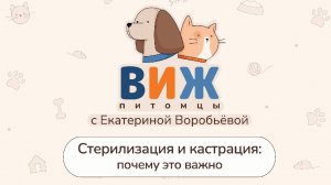 ВИЖ Питомцы. Стерилизация и кастрация: почему это важно