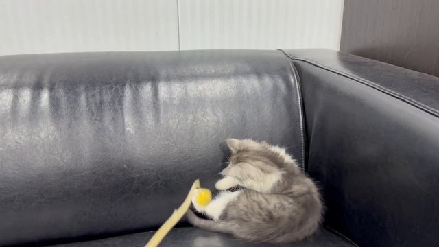 Котэ 3