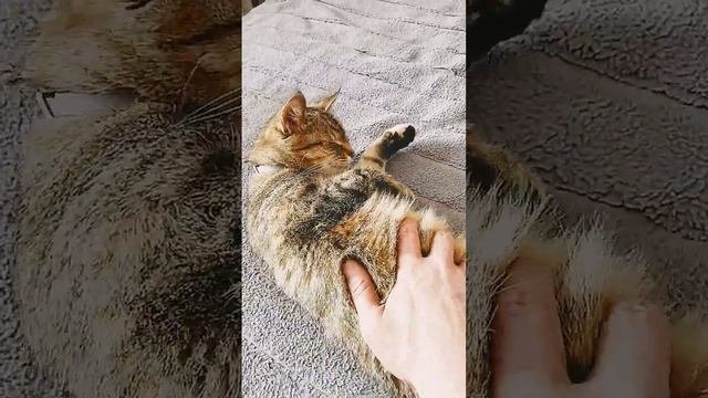 жарко кошке