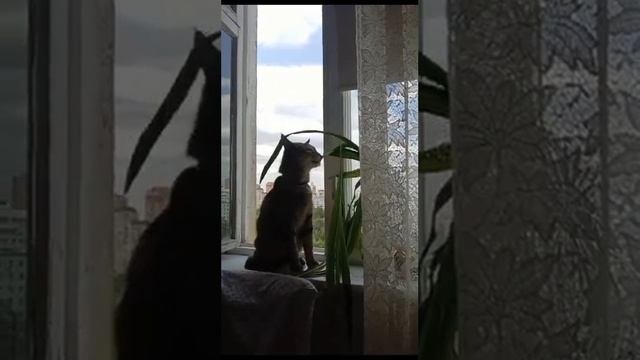 ах ты кошара