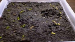 КУБА И МОНТЕ КАРЛО В ТЕПЛИЧКЕ ЧЕРЕЗ 3 МЕСЯЦА