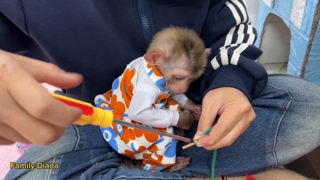 Monkey Dian was cold and couldn't sleep. Mother made a warming lamp for Diana смотреть онлайн