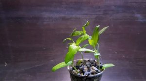 АРТРАКСОН ХИСПИДУС ( Arthraxon hispidus )