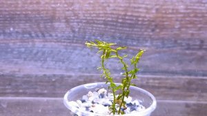 РОТАЛА МАКРАНДРА МИНИ ТАЙП 2 ( Rotala Macranda mini type 2 )