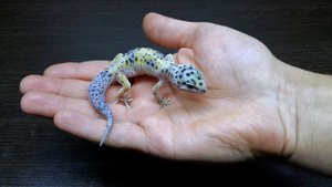 СИЛЬНЕЙШИЙ НЕДОВЕС ЭУБЛЕФАРА. КАК ВЫЛЕЧИЛИ.