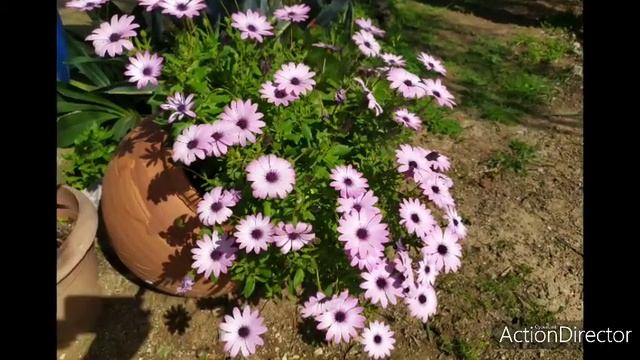 Мои Сад в Марте🌿🌸🌱🌷 2020 смотреть онлайн