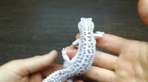 ПУЗЫРИ ПОД ПЕРЕДНИМИ ЛАПАМИ У ЭУБЛЕФАРА. ГИПЕРВИТАМИНОЗ. ОЖИРЕНИЕ