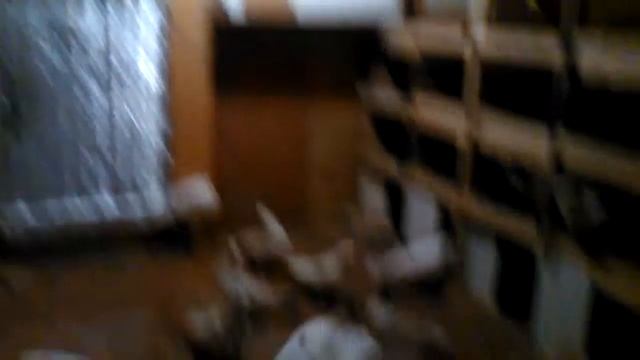 Кормление бакинских голубей смотреть онлайн