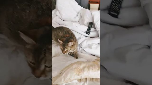 кошка спала